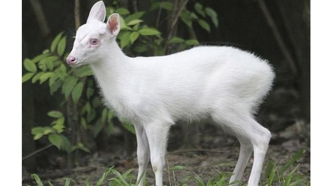 Animales con albinismo