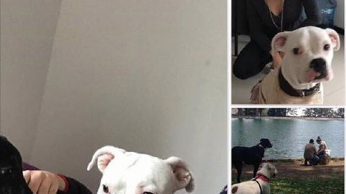 Rescatan a perro de escombros que dejó el sismo 