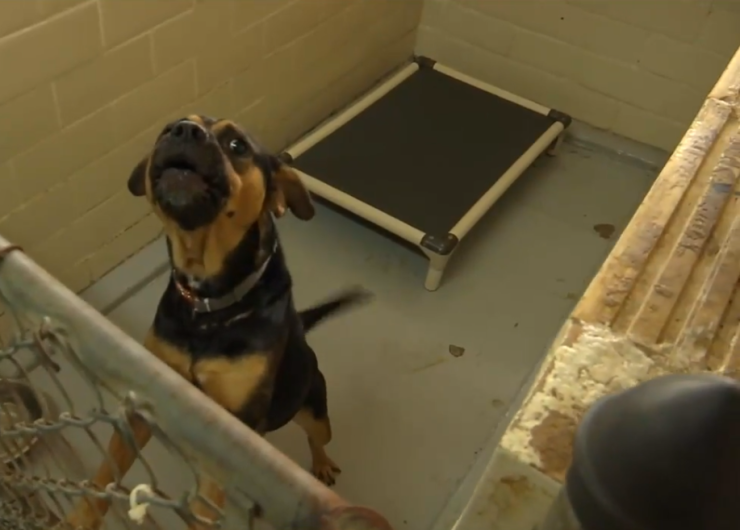 Refugio animal en el Valle del Río Grande se ve afectado tras paso del huracán Hanna 