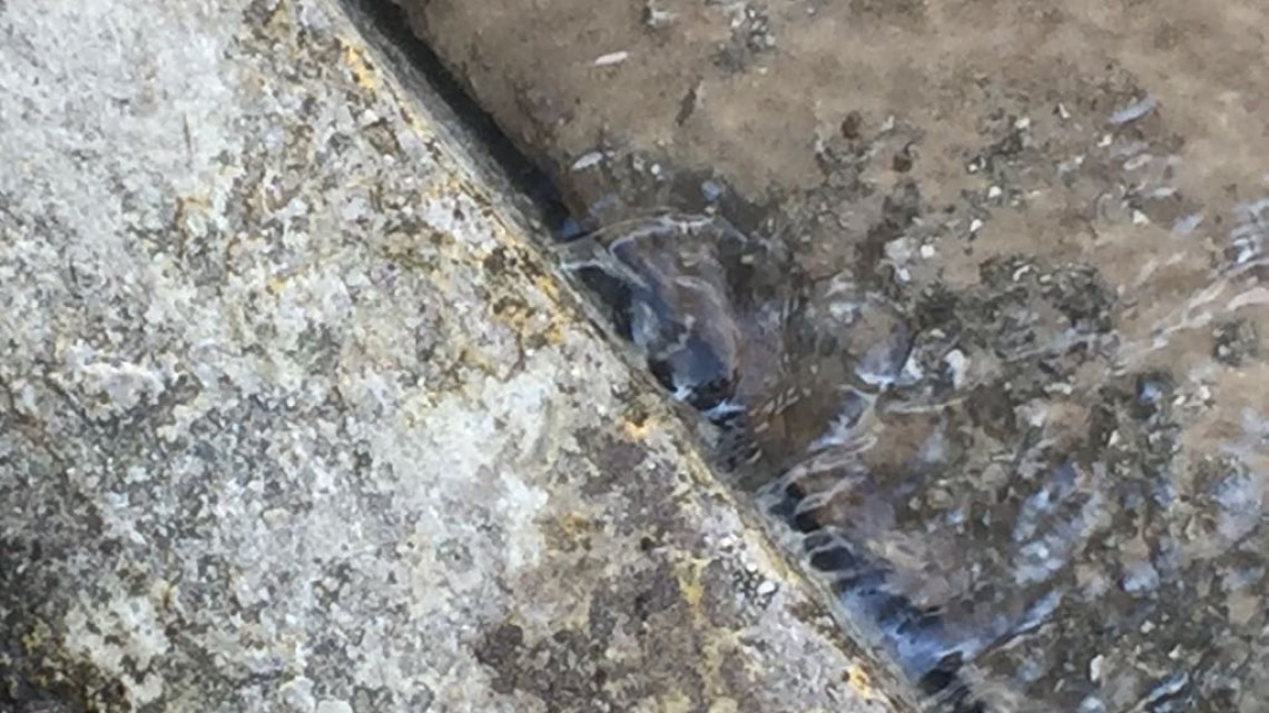 Agua se desperdicia por enorme fuga en sector Montealto