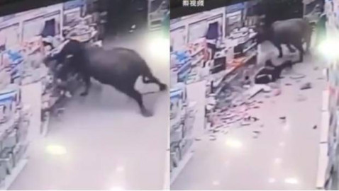 Búfalo ataca a una mujer embarazada