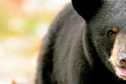 Oso irrumpe en boda e invade mesa de invitados