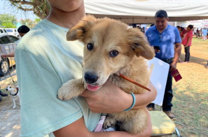 Prepara Bienestar Animal la Clínica Móvil