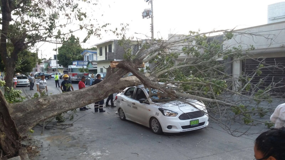 Cae árbol en carro y locales de la feria se vienen abajo por "norte"