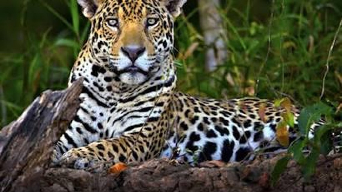 Por presencia de felinos, aves y flora diversa, se busca crear zona de protección ambiental.