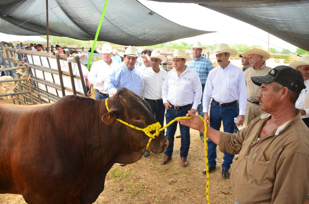 Ganaderos fortalecen su hato con subasta y mejoramiento genético