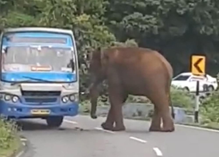 Elefante furioso se lanza contra un autobús en la India 