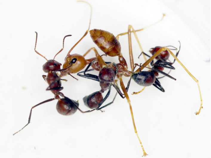 Ésta hormiga explota para proteger a las de su especie