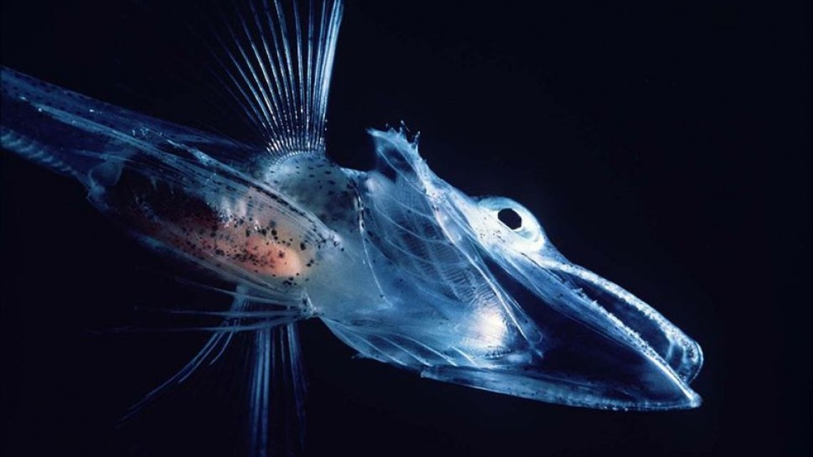 Animales transparentes que parecen fantásticos pero no lo son