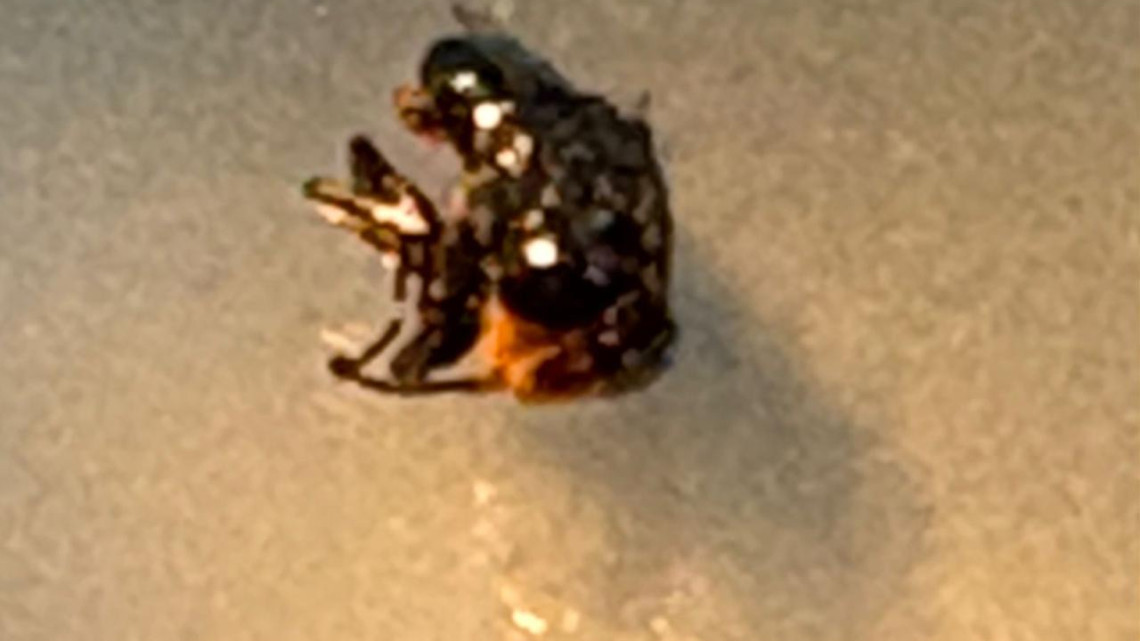 Refuerzan monitoreo sanitario contra la mosca del gusano barrenador