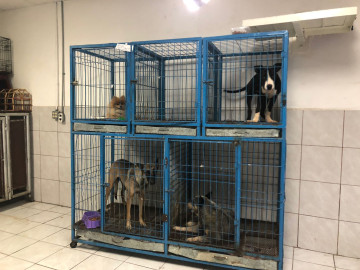 Aumento de calor incrementa la presencia de garrapatas en hogares 