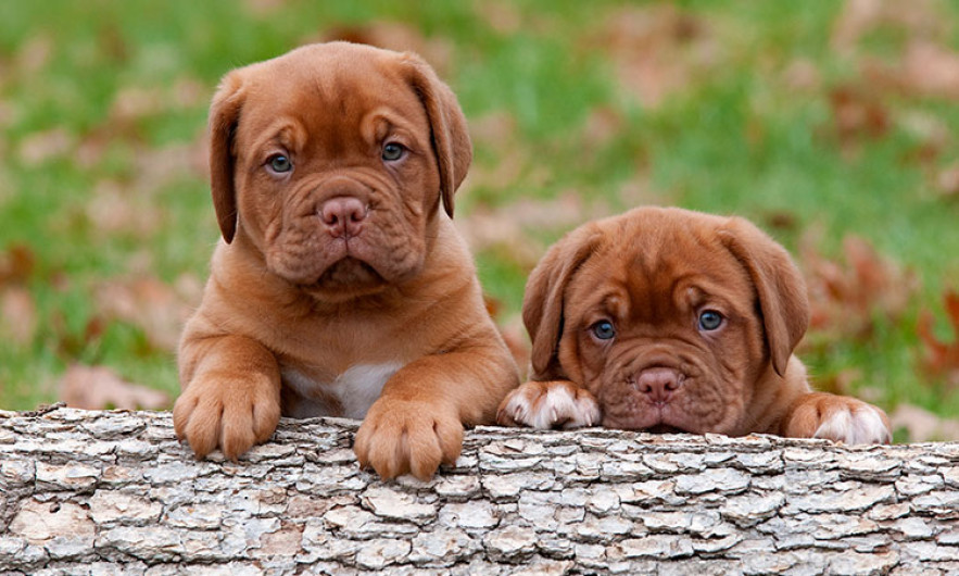 Aprueban ley de cárcel a quien sacrifique perros 