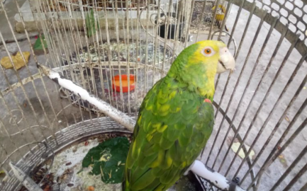 Perico dice "ahí voy" y hace esperar a testigos de Jehová afuera de una casa 