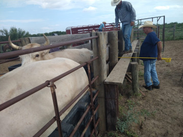 Refuerza Gobierno de Nuevo Laredo en bienestar del sector ganadero con campaña gratuita de Ivermectina