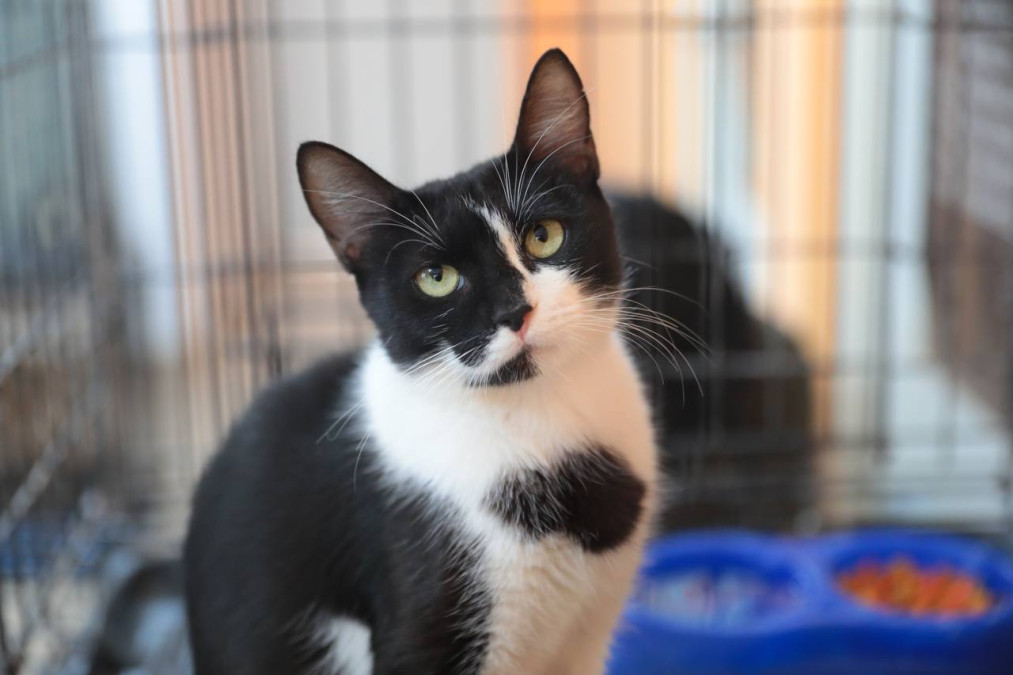 Promueven adopción de mascotas rescatandos por el Gobierno Municipal 