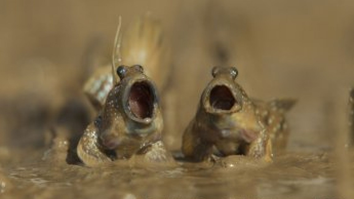 Animales como nunca los habías visto 