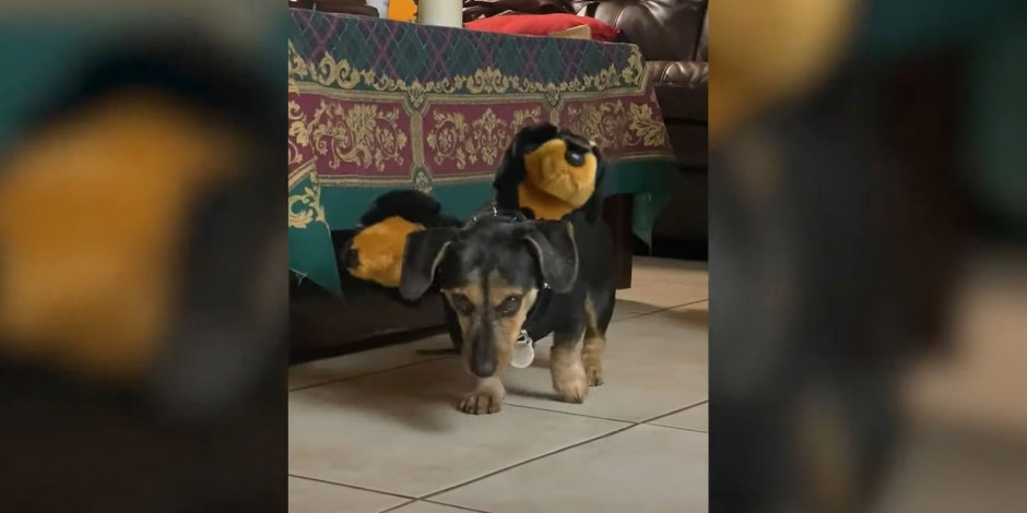 Conquista 'perrito' con increíble disfraz de 'Cerbero'