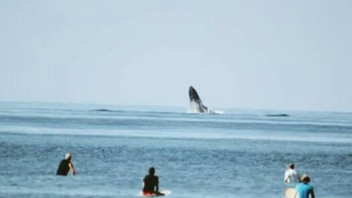 Ballenas regalan espectáculo en Ixtapa-Zihuatanejo