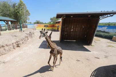 Zoológico invita a familias con entrada gratuita