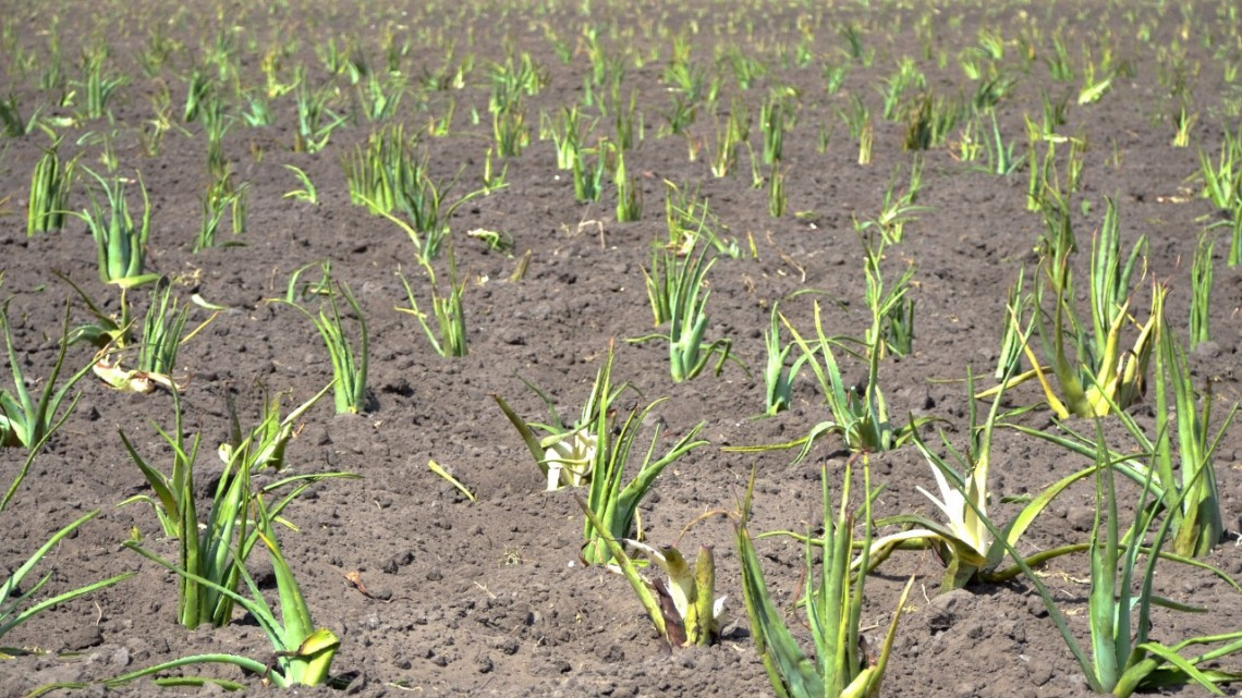 Incrementarán sus ingresos productores agrícolas