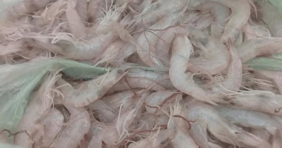 Alza en el precio del Camarón en Altamira