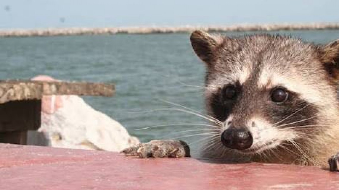 Esterilizarán a más de cien mapaches hembras en Miramar