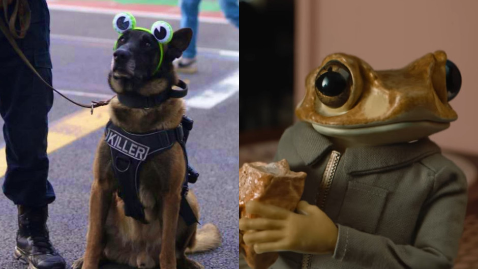 Perrito disfrazado de “Concho” cautiva en los conciertos de Bad Bunny en CDMX