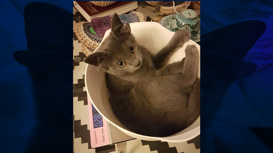 Gatita se hace viral gracias a sus cuatro orejas  