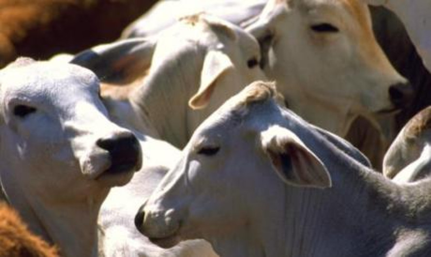 Roban dos mil cabezas de ganado en cinco años