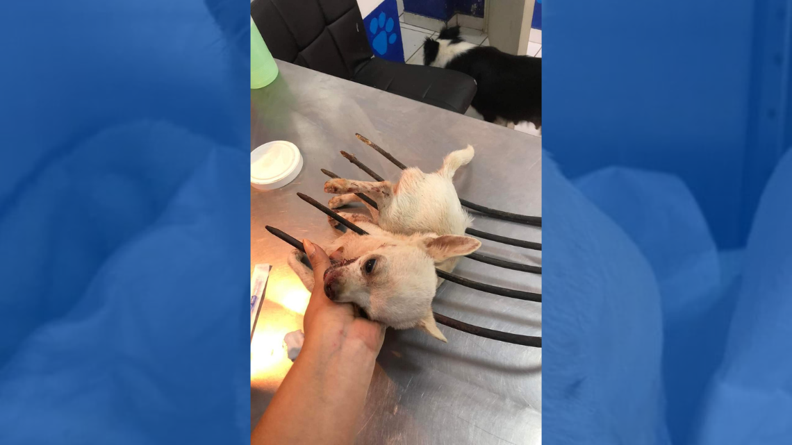 Conoce a Pincky, perrito que por defender su casa fue atacado con trinche