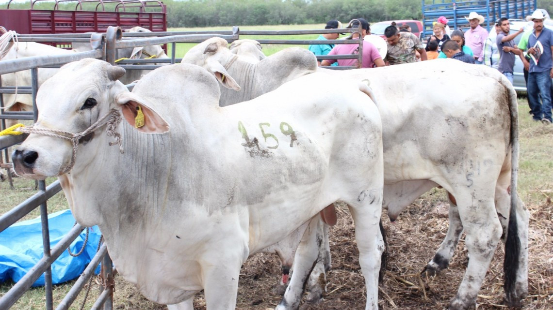 Ofrece Mejoramiento Genético Tam 2017 sementales de calidad