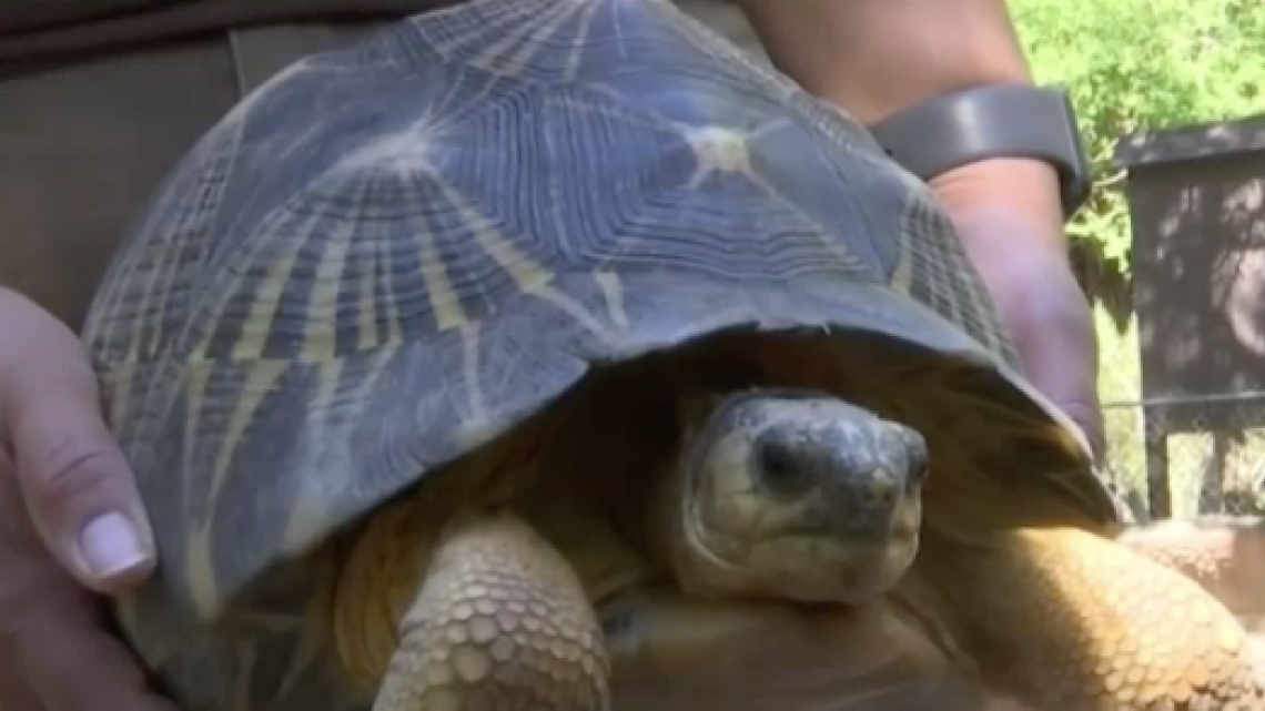 Fijan fianza contra presunto ladrón de tortuga en Brownsville