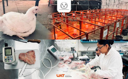 Producirá la UAT pollos de engorda con mayor calidad nutritiva y saludable