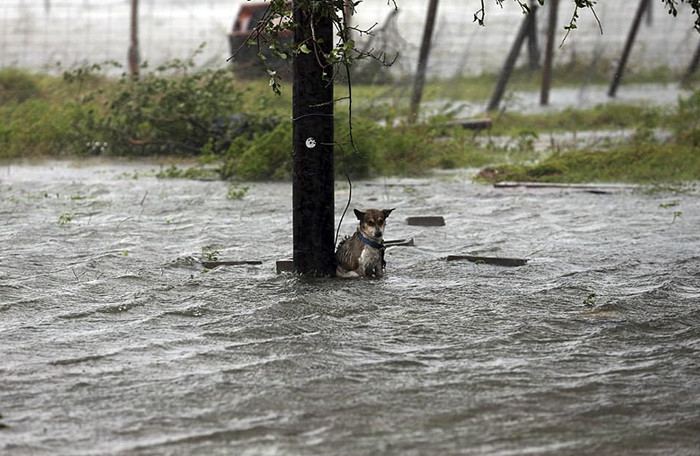 Animales son abandonados a su suerte durante paso de Harvey