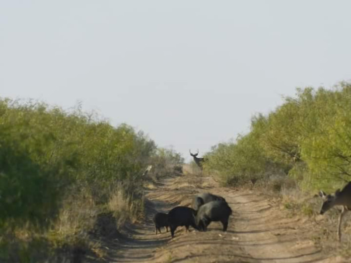 Proyecta NLD derrama de 15 millones de dólares por cacería 