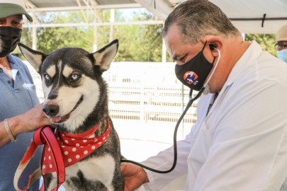Atiende gobierno municipal salud de mascotas