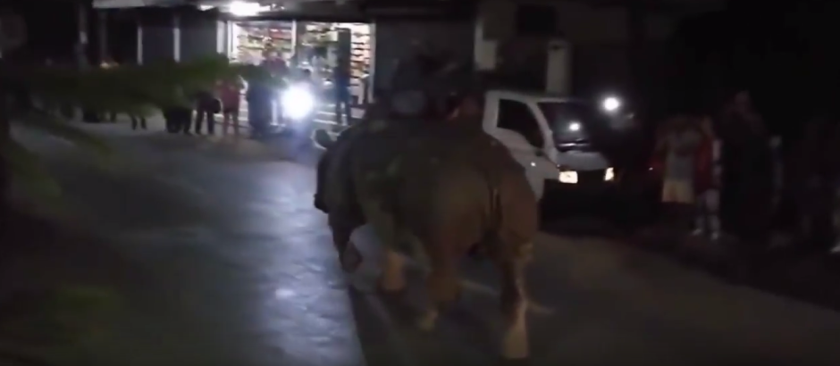 El singular paseo de un rinoceronte por las calles de Nepal