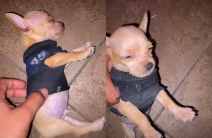 Tierno perrito enamora las redes sociales tras hacerse el muertito