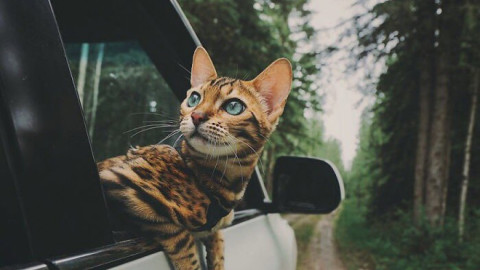 Suki el gato que viaja por el mundo más que todos nosotros 