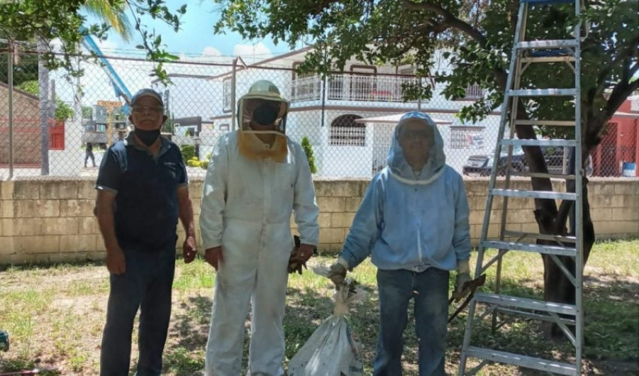 Remueven panal de abejas de la escuela Primaria Plan de Guadalupe