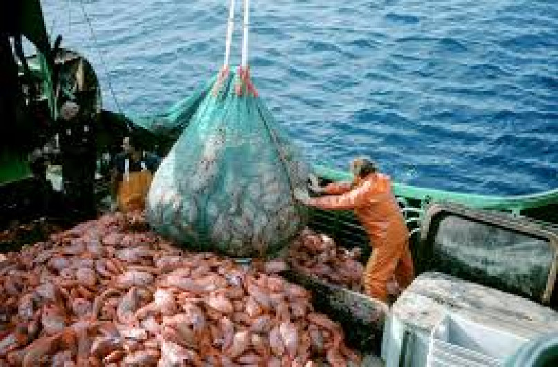 Disminuye producción de especies marinas por cambios del clima 