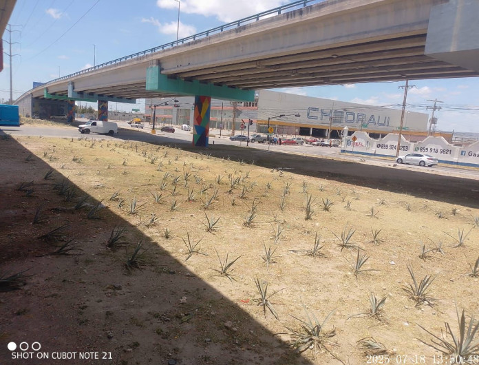 Intensifica Gobierno de Reynosa cuidado de áreas verdes en la ciudad