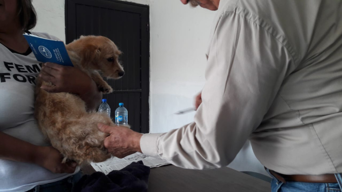 Aplican vacunas falsas a mascotas 
