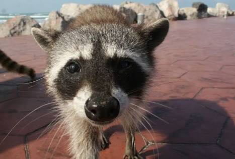 Esterilizarán a más de cien mapaches hembras en Miramar