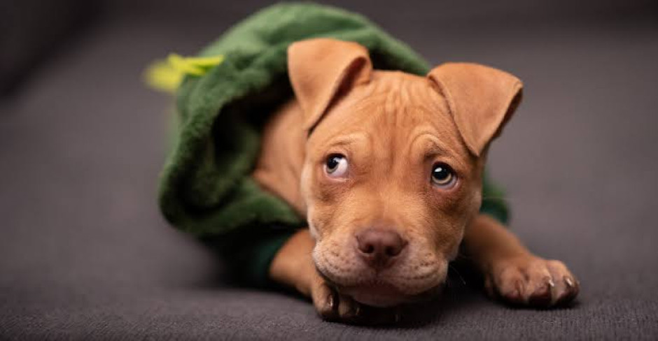 Dan 10 años de prisión a sujeto por apuñalar a un cachorro Pitbull