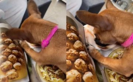 Perrito confunde la imagen de una revista con su plato de comida
