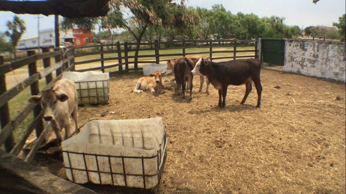 Disminuye producción ganadera por la reconversión de las tierras