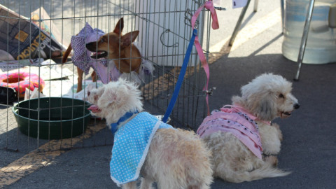 Un éxito Festival Jóvenes Tamaulipas en Reynosa