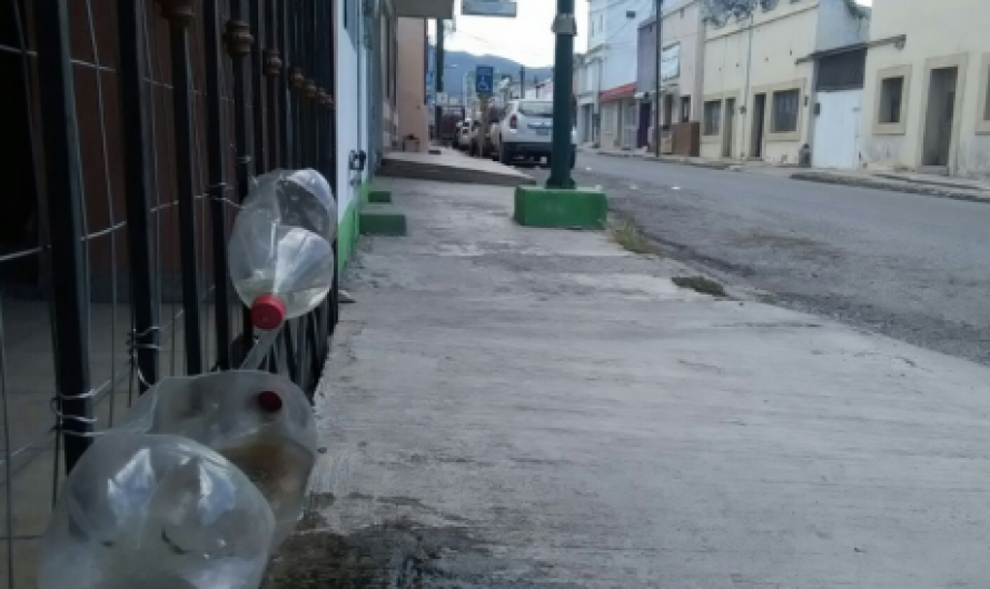 Hidratan animales callejeros