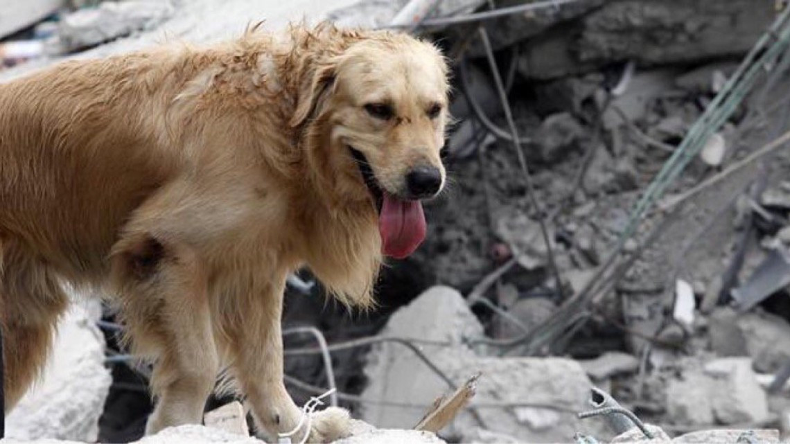 Rescatan a perro de escombros que dejó el sismo 